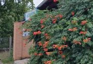 Gyradiko Veresegyház