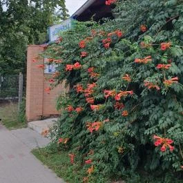 Gyradiko Veresegyház - Egyéb