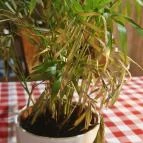 Harcsa Csárda Százhalombatta - Egyéb