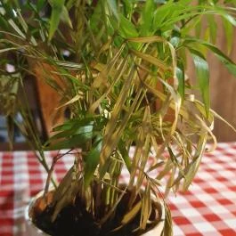 Harcsa Csárda, Százhalombatta - Egyéb