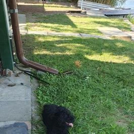 Harcsási 60 Vendégház Békésszentandrás - Egyéb