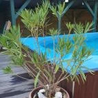 Harcsási 60 Vendégház Békésszentandrás - Egyéb