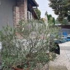 Horgonyzó Kisvendéglő Tiszalök - Egyéb