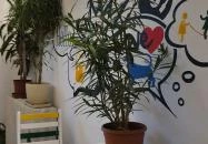 Jurányi Suterene Budapest