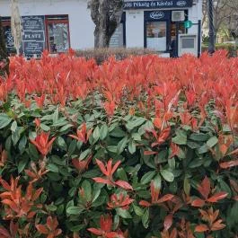 Platz Menü & Lángos, vác Vác - Egyéb