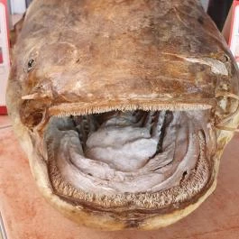 Kánya Zoli halsütője és halfüstölője Balatonszepezd - Egyéb