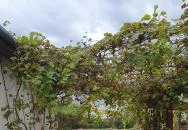 Kardos Supreme BorBistro Mád