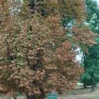 Károlyi-Kastély Fehérvárcsurgó - Egyéb