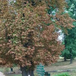 Károlyi-Kastély, Fehérvárcsurgó - Egyéb