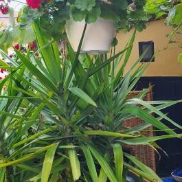 Kecskeméti Csárda és Borház, Kecskemét - Egyéb