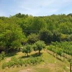 Kerekes Pince Balatonalmádi - Egyéb