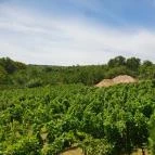 Kerekes Pince Balatonalmádi - Egyéb