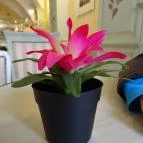 Kereskedőház Étterem és Kávézó Szentendre - Belső