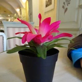 Kereskedőház Étterem és Kávézó, Szentendre - Belső