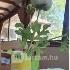 Kisbagoly vendéglő Makó - Egyéb