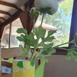  Kisbagoly vendéglő Makó - Egyéb