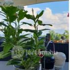 Kisfaludy-ház Badacsony - Egyéb