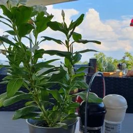 Kisfaludy-ház Badacsony - Egyéb