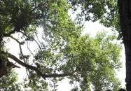 Kiskőrössy Halászcsárda Szeged