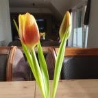 Kistücsök Food & Room Balatonszemes - Egyéb