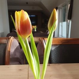 Kistücsök Food & Room Balatonszemes - Egyéb