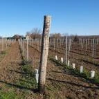 Kolonics Kúria Somlóvásárhely - Egyéb