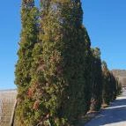 Kolonics Kúria Somlóvásárhely - Egyéb