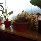 Korzó Presszó Miskolc - Belső