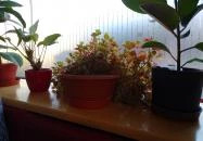 Korzó Presszó Miskolc