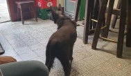 Kuckó presszó, Cegléd
