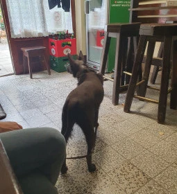 Kuckó presszó