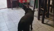 Kuckó presszó, Cegléd