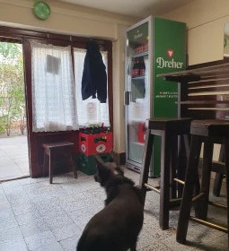 Kuckó presszó