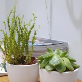 Kútház Kávézó Gödöllő - Egyéb