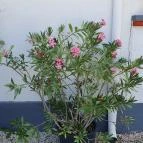 Lacus Pelso Pizzéria & Söröző Ábrahámhegy - Egyéb