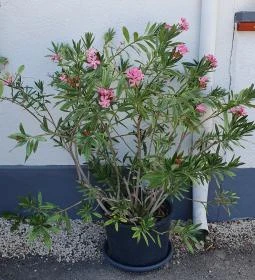 Lacus Pelso Pizzéria & Söröző