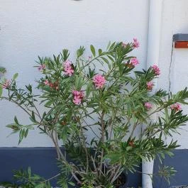 Lacus Pelso Pizzéria & Söröző, Ábrahámhegy - Egyéb