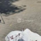 Lacus Pelso Pizzéria & Söröző Badacsonytomaj - Étel/ital