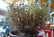 Lakatos Műhely - Belvárosi Piac Budapest