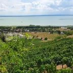 Laposa Borterasz Badacsonytomaj - Egyéb