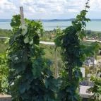 Laposa Borterasz Badacsonytomaj - Egyéb