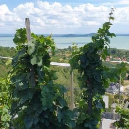 Laposa Borterasz Badacsonytomaj - Egyéb