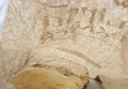 Lipóti Pékség & Kávézó Biatorbágy