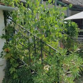 Lovas Kikötő Lovas - Egyéb