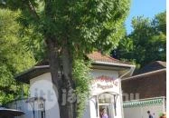 Margaréta fagyizó Balatonszemes