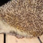 Miklóscsabi Pincéje Mór - Egyéb