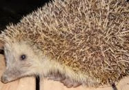 Miklóscsabi Pincéje Mór