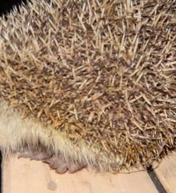 Miklóscsabi Pincéje