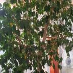 Mohácsi Kézműves Cukrászat Százhalombatta - Egyéb