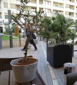 Mr. Fruit - Corvin sétány